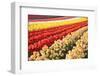 Tulip Fields, Wooden Shoe Tulip Farm, Woodburn Oregon, United States-Craig Tuttle-Framed Photographic Print