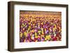 Tulip Fields, Wooden Shoe Tulip Farm, Woodburn Oregon, United States-Craig Tuttle-Framed Photographic Print