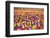 Tulip Fields, Wooden Shoe Tulip Farm, Woodburn Oregon, United States-Craig Tuttle-Framed Photographic Print