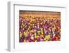 Tulip Fields, Wooden Shoe Tulip Farm, Woodburn Oregon, United States-Craig Tuttle-Framed Photographic Print