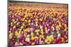 Tulip Fields, Wooden Shoe Tulip Farm, Woodburn Oregon, United States-Craig Tuttle-Mounted Photographic Print