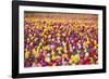 Tulip Fields, Wooden Shoe Tulip Farm, Woodburn Oregon, United States-Craig Tuttle-Framed Photographic Print