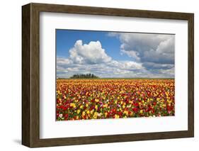 Tulip Fields, Wooden Shoe Tulip Farm, Woodburn Oregon, United States-Craig Tuttle-Framed Photographic Print