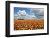 Tulip Fields, Wooden Shoe Tulip Farm, Woodburn Oregon, United States-Craig Tuttle-Framed Photographic Print