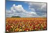 Tulip Fields, Wooden Shoe Tulip Farm, Woodburn Oregon, United States-Craig Tuttle-Mounted Photographic Print