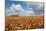 Tulip Fields, Wooden Shoe Tulip Farm, Woodburn Oregon, United States-Craig Tuttle-Mounted Photographic Print