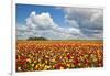 Tulip Fields, Wooden Shoe Tulip Farm, Woodburn Oregon, United States-Craig Tuttle-Framed Photographic Print