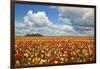 Tulip Fields, Wooden Shoe Tulip Farm, Woodburn Oregon, United States-Craig Tuttle-Framed Photographic Print