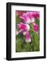 Tulip Fields, Wooden Shoe Tulip Farm, Woodburn Oregon, United States-Craig Tuttle-Framed Photographic Print