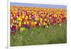 Tulip Fields, Wooden Shoe Tulip Farm, Woodburn Oregon, United States-Craig Tuttle-Framed Photographic Print