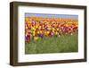 Tulip Fields, Wooden Shoe Tulip Farm, Woodburn Oregon, United States-Craig Tuttle-Framed Photographic Print