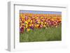 Tulip Fields, Wooden Shoe Tulip Farm, Woodburn Oregon, United States-Craig Tuttle-Framed Photographic Print