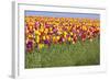 Tulip Fields, Wooden Shoe Tulip Farm, Woodburn Oregon, United States-Craig Tuttle-Framed Photographic Print