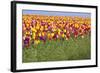 Tulip Fields, Wooden Shoe Tulip Farm, Woodburn Oregon, United States-Craig Tuttle-Framed Photographic Print