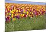 Tulip Fields, Wooden Shoe Tulip Farm, Woodburn Oregon, United States-Craig Tuttle-Mounted Photographic Print