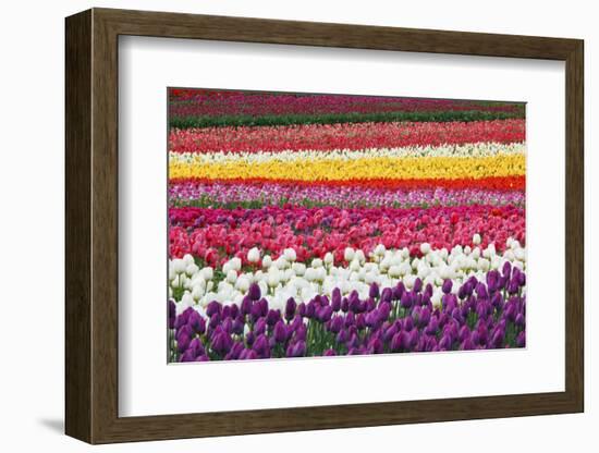 Tulip Fields, Wooden Shoe Tulip Farm, Woodburn Oregon, United States-Craig Tuttle-Framed Photographic Print