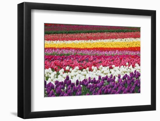 Tulip Fields, Wooden Shoe Tulip Farm, Woodburn Oregon, United States-Craig Tuttle-Framed Photographic Print