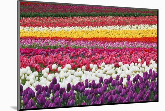 Tulip Fields, Wooden Shoe Tulip Farm, Woodburn Oregon, United States-Craig Tuttle-Mounted Photographic Print