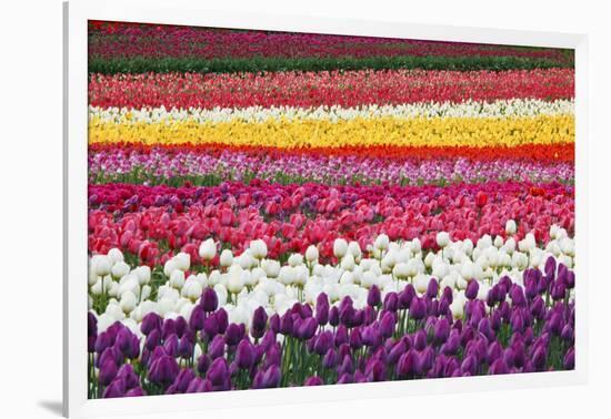 Tulip Fields, Wooden Shoe Tulip Farm, Woodburn Oregon, United States-Craig Tuttle-Framed Photographic Print