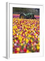 Tulip Fields, Wooden Shoe Tulip Farm, Woodburn Oregon, United States-Craig Tuttle-Framed Photographic Print