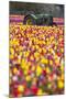 Tulip Fields, Wooden Shoe Tulip Farm, Woodburn Oregon, United States-Craig Tuttle-Mounted Photographic Print