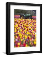 Tulip Fields, Wooden Shoe Tulip Farm, Woodburn Oregon, United States-Craig Tuttle-Framed Photographic Print