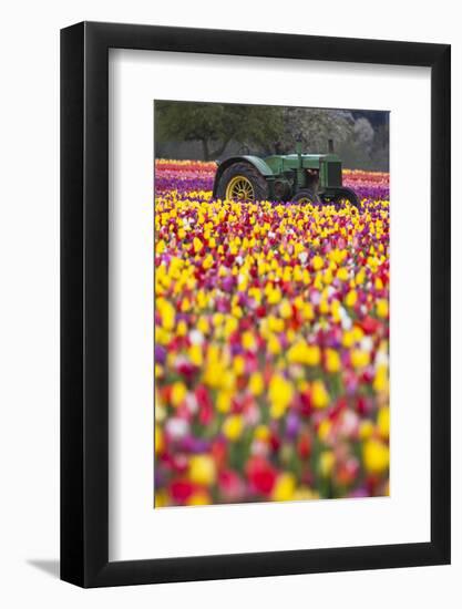 Tulip Fields, Wooden Shoe Tulip Farm, Woodburn Oregon, United States-Craig Tuttle-Framed Photographic Print