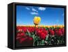 Tulip fields-null-Framed Stretched Canvas