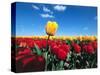 Tulip fields-null-Stretched Canvas