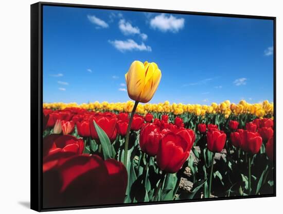 Tulip fields-null-Framed Stretched Canvas
