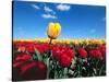 Tulip fields-null-Stretched Canvas