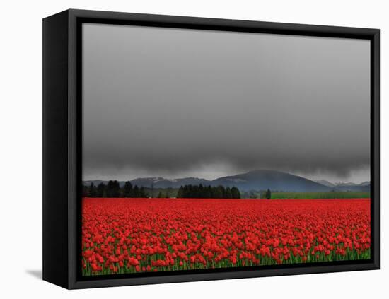 Tulip Fields-Howard Ruby-Framed Stretched Canvas