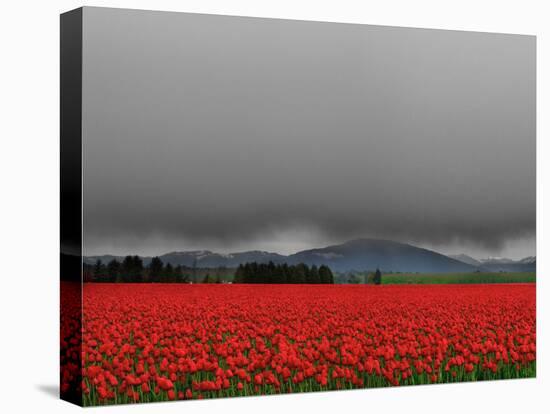 Tulip Fields-Howard Ruby-Stretched Canvas