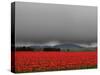 Tulip Fields-Howard Ruby-Stretched Canvas