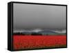 Tulip Fields-Howard Ruby-Framed Stretched Canvas