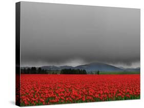 Tulip Fields-Howard Ruby-Stretched Canvas