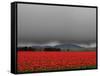 Tulip Fields-Howard Ruby-Framed Stretched Canvas