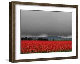 Tulip Fields-Howard Ruby-Framed Photographic Print