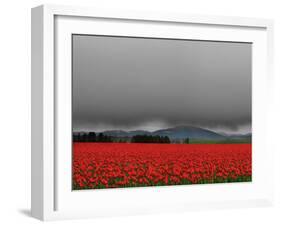 Tulip Fields-Howard Ruby-Framed Photographic Print