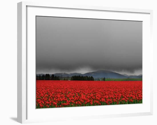 Tulip Fields-Howard Ruby-Framed Photographic Print