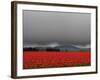 Tulip Fields-Howard Ruby-Framed Photographic Print