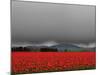 Tulip Fields-Howard Ruby-Mounted Photographic Print