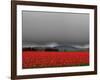 Tulip Fields-Howard Ruby-Framed Photographic Print