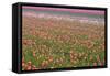 Tulip Fields-null-Framed Stretched Canvas