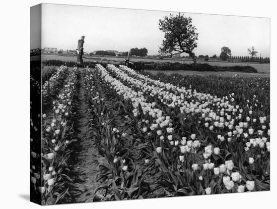 Tulip Fields-J. Chettlburgh-Stretched Canvas
