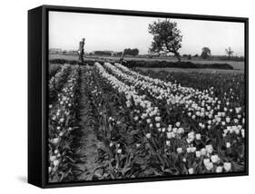 Tulip Fields-J. Chettlburgh-Framed Stretched Canvas