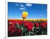 Tulip fields-null-Framed Photographic Print