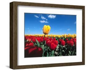 Tulip fields-null-Framed Photographic Print