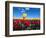 Tulip fields-null-Framed Photographic Print