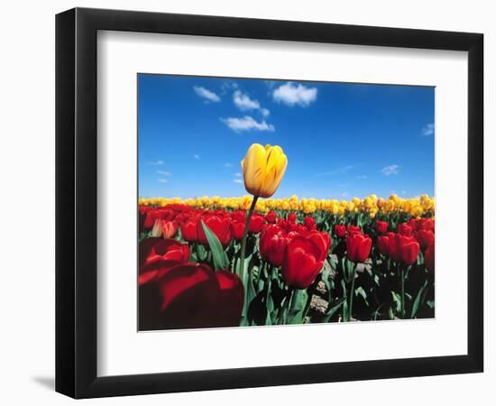 Tulip fields-null-Framed Photographic Print